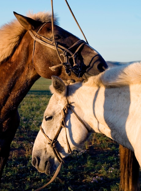 Twee paarden die met elkaar knuffelen