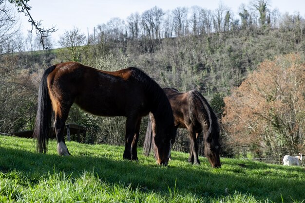 Foto twee paarden eten gras in een heuvelachtig gebied fokpaarden