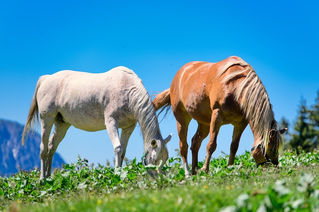 Twee paarden eten grasgras