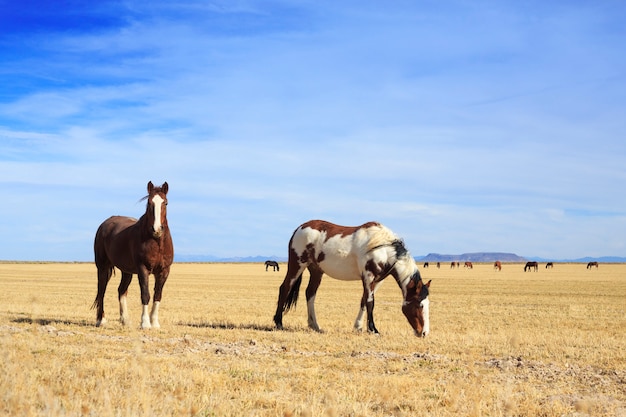 Foto twee paarden grazen in boerderij veld