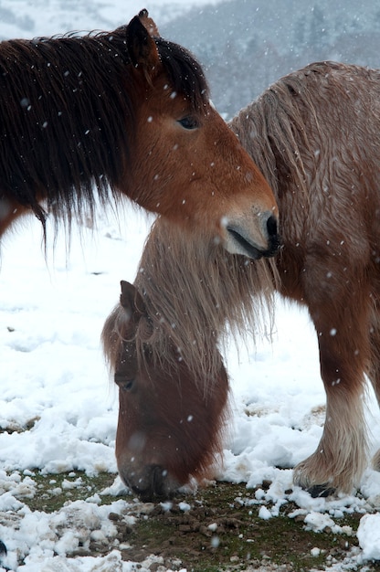 Twee paarden grazen op een besneeuwde dag