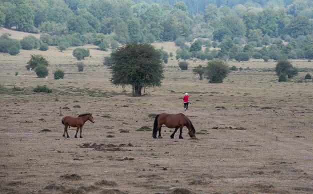 Twee paarden in de wei terwijl iemand zijn hond uitlaat