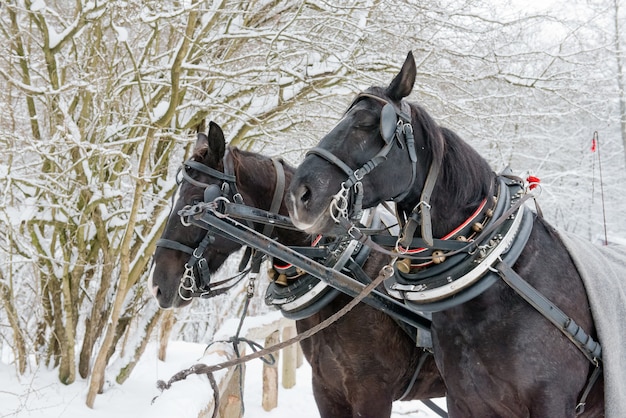 Twee paarden in de winterbos