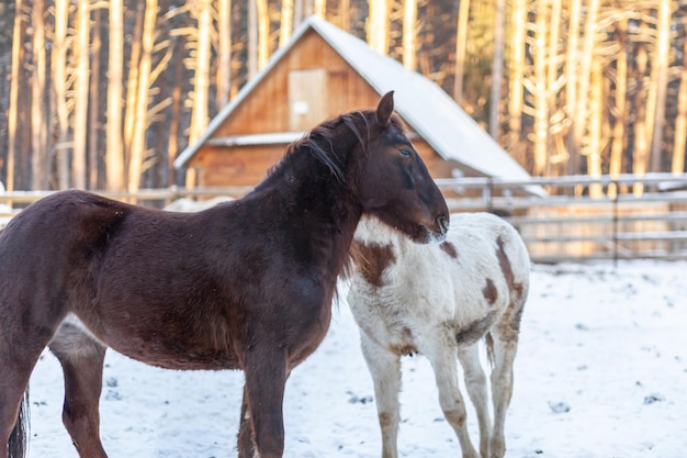 Twee paarden in een paddock op een boerderij in de winter. Bruin en wit paard in de winter in het dierenverblijf