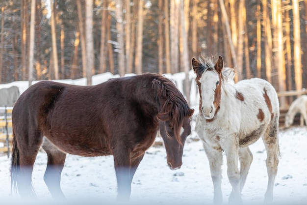 Twee paarden in een paddock op een boerderij in de winter. Bruin en wit paard in de winter in het dierenverblijf