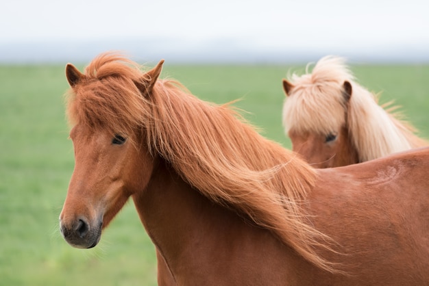 Twee paarden in IJsland