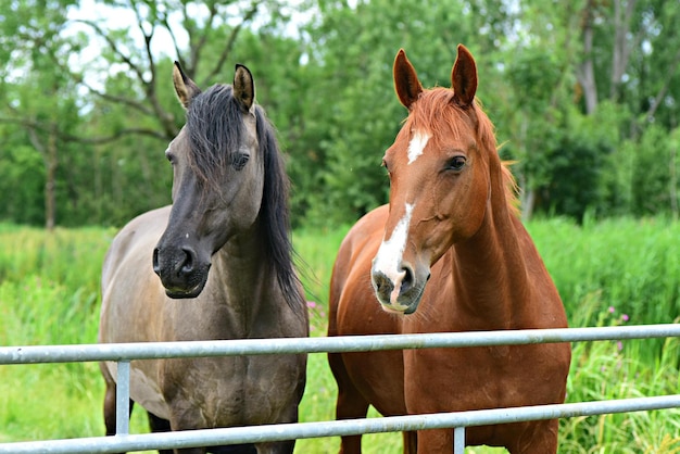 twee paarden op een weide