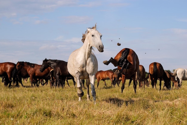 Foto twee paarden vechten in een kudde om dingen uit te zoeken en achterover te leunen