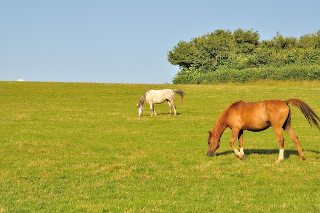 twee paarden