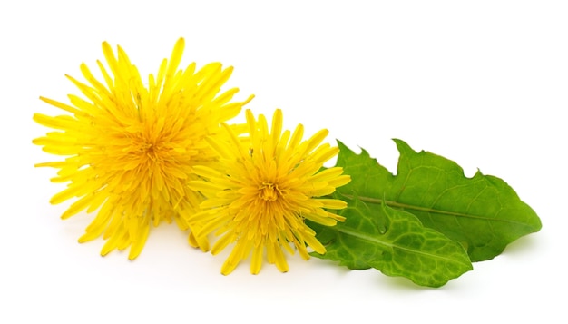 Twee paardenbloemen met bladeren.