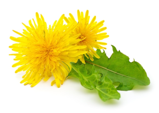 Twee paardenbloemen met bladeren.