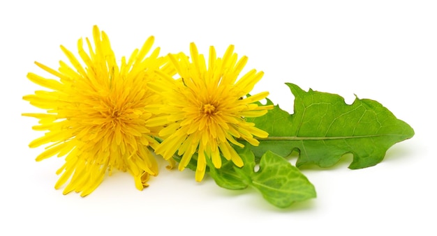 Twee paardenbloemen met bladeren.