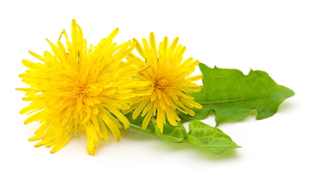 Twee paardenbloemen met bladeren.