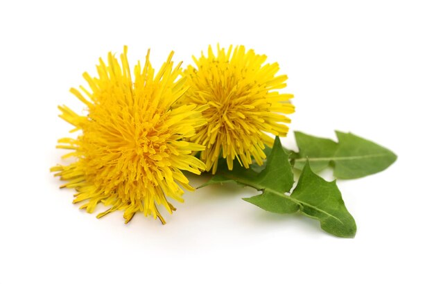 Twee paardenbloemen met bladeren.