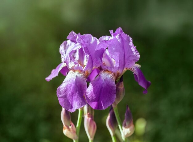 Twee paarse irissen in de tuin