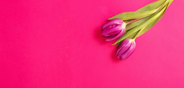 Twee paarse tulpen op roze achtergrond