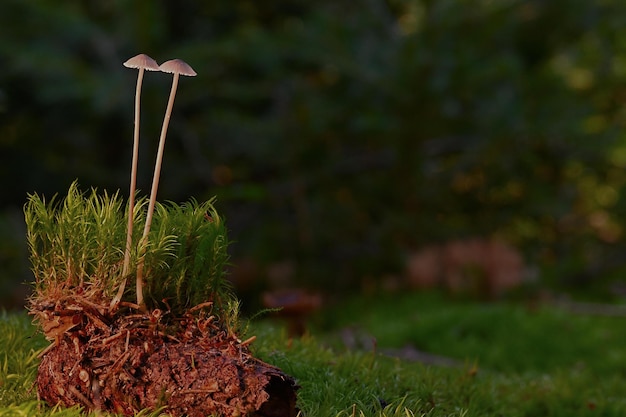 Twee paddenstoelen op een blok met een donkere achtergrond