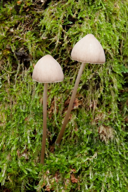 Twee paddestoelen die op nat groen mos groeien