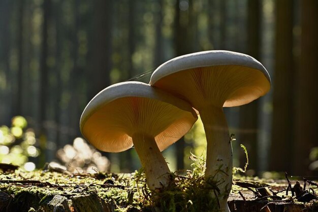 twee paddestoelen in een bos waarvan er een een gele pet heeft