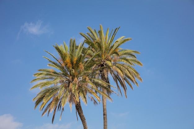 Twee palmbomen onder de blauwe lucht van Cyprus met weinig wolken