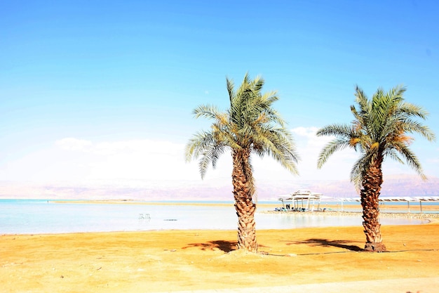 twee palmen op het grasveld van de Dode Zee en een palmboom op de kade bij een medisch strand aan de Dode Zee in Israël