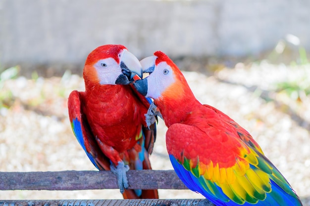 Twee papegaaien rode en gele veren paren met liefdeskus, emotie huisdier vogel