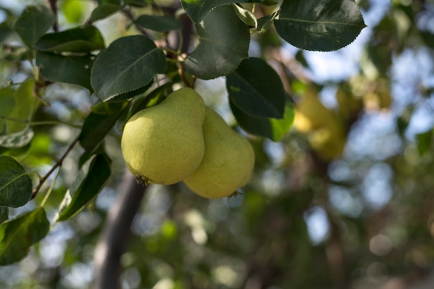 Twee peren hangen aan een boomtak Selectieve focus op een peer tegen de achtergrond van prachtige bokeh