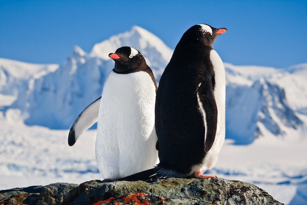 Twee pinguïns dromen
