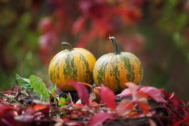 Twee pompoenen op herfsttijd