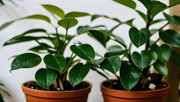 Foto twee potplanten op een witte achtergrond