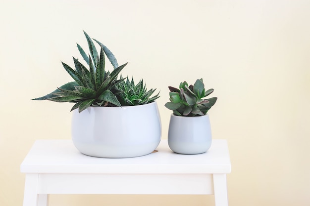 Twee potten met succulent op witte houten kruk. Pure frisse stemming. Stijlvolle en eenvoudige planten voor een moderne flat