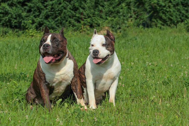 Twee prachtige Amerikaanse Staffordshire Terriers.