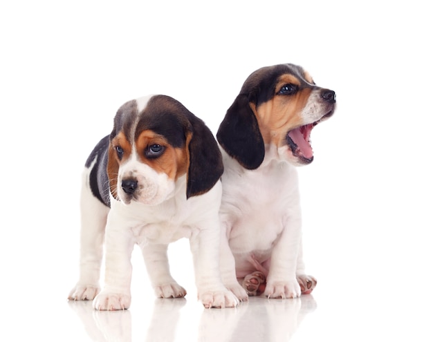 Twee prachtige beagle pups