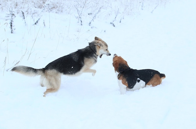 Twee prachtige honden