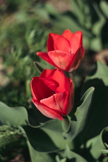 Twee prachtige rode tulpen groeien in een bloembed