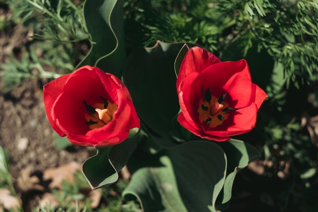 Twee prachtige rode tulpen groeien in een bloembed