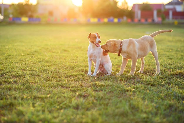 Twee puppy die op een groen gras in openlucht spelen