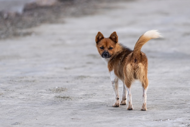 Twee puppy's op de weg kijken om zich heen