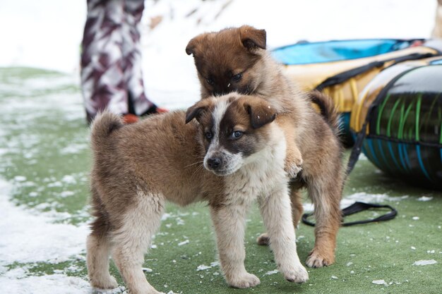 Twee puppyhonden spelen met elkaar, knagen aan elkaar, een klein dier in de winter, close-up,