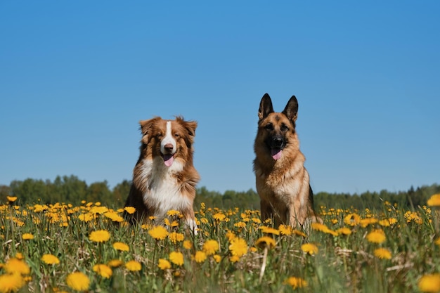 Twee rasechte gedomesticeerde honden onder wilde bloemen Duitse en Australische herder zitten naast elkaar in het veld van gele paardebloemen op zonnige lentedag en poseren