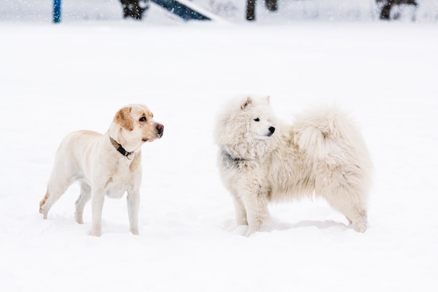 Twee rasechte samojeed honden en een labrador retriever