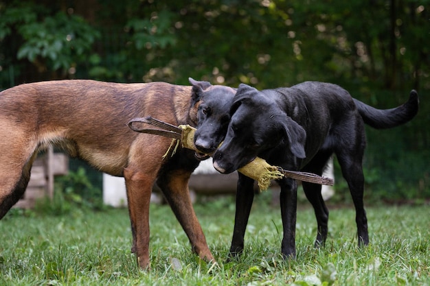 Twee raszuivere honden zwarte labrador retriever en belgische mechelse herder houden en trekken voor speelgoed