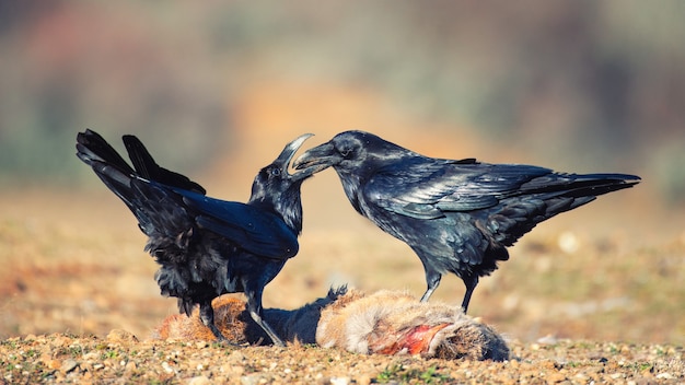 Twee raven (Corvus corax) zitten op een prooi.