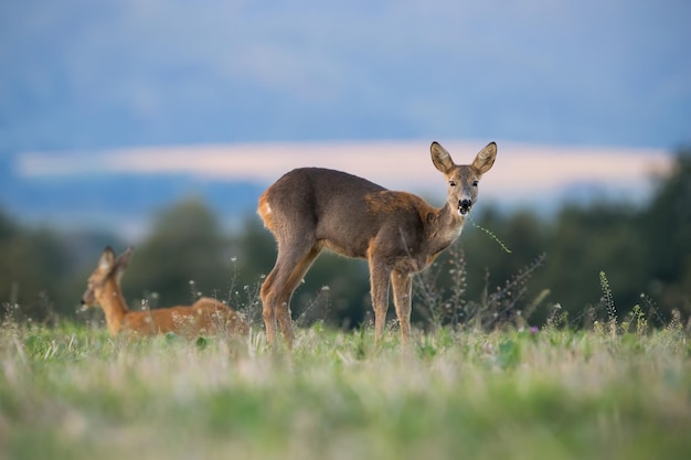 Twee reeën grazen op de groene weide in de herfst natuur