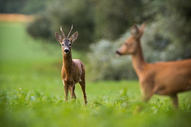 Twee reeën staan op grasland in de zomerse natuur