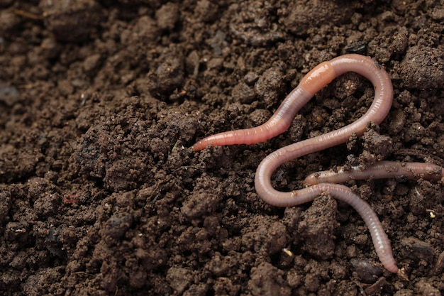 Twee regenwormen op natte grond Ruimte voor tekst