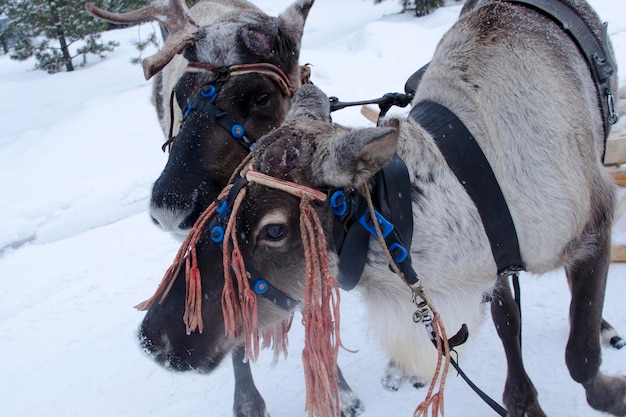 Twee rendieren in harnas in de winter