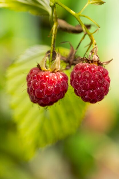 Twee rijpe rode bessen van bosframbozen op een wazige groene achtergrond, zomerdessert