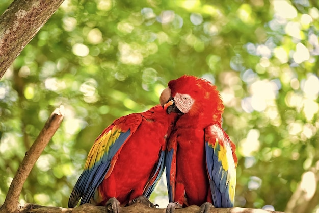Foto twee rode ara papegaai buiten