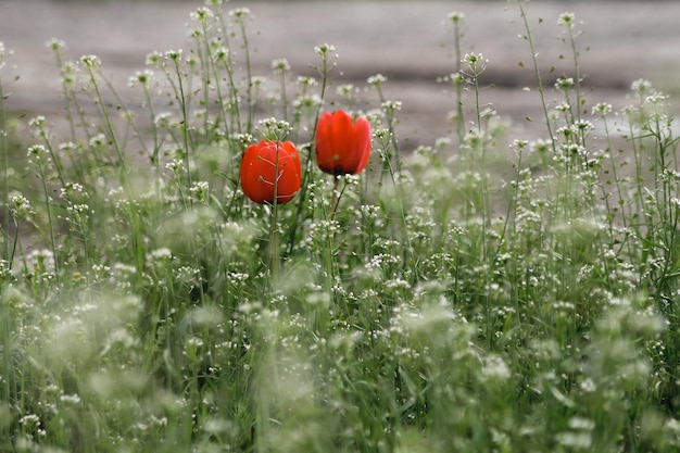 Twee rode bloemen in een veld met witte bloemen